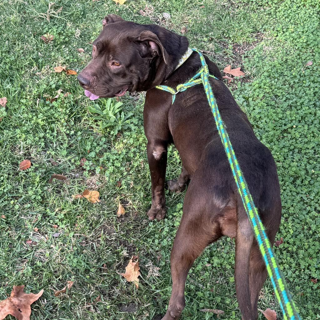 Enlarge Journey (C000-631)- City of Industry, a Adoptable Pit Bull Terrier in Chino Hills, CA image 5/6