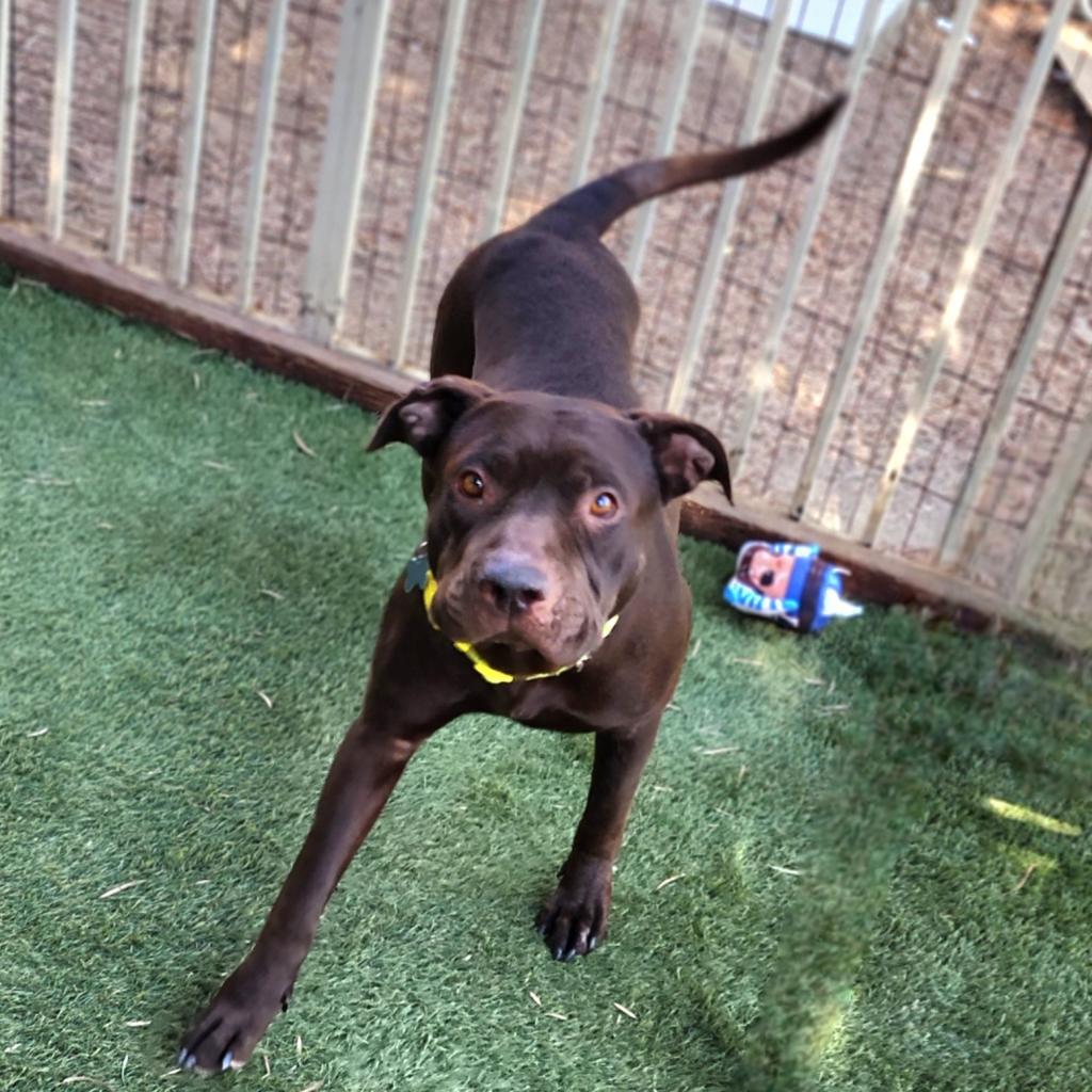 Enlarge Journey (C000-631) - Chino Hills Location, a Adoptable Pit Bull Terrier in Chino Hills, CA image 5/6