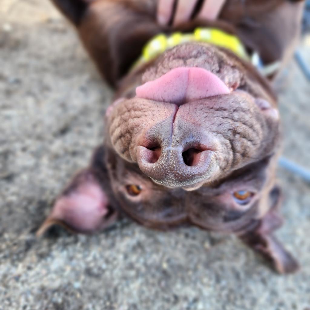 Enlarge Journey (C000-631)- City of Industry, a Adoptable Pit Bull Terrier in Chino Hills, CA image 6/6