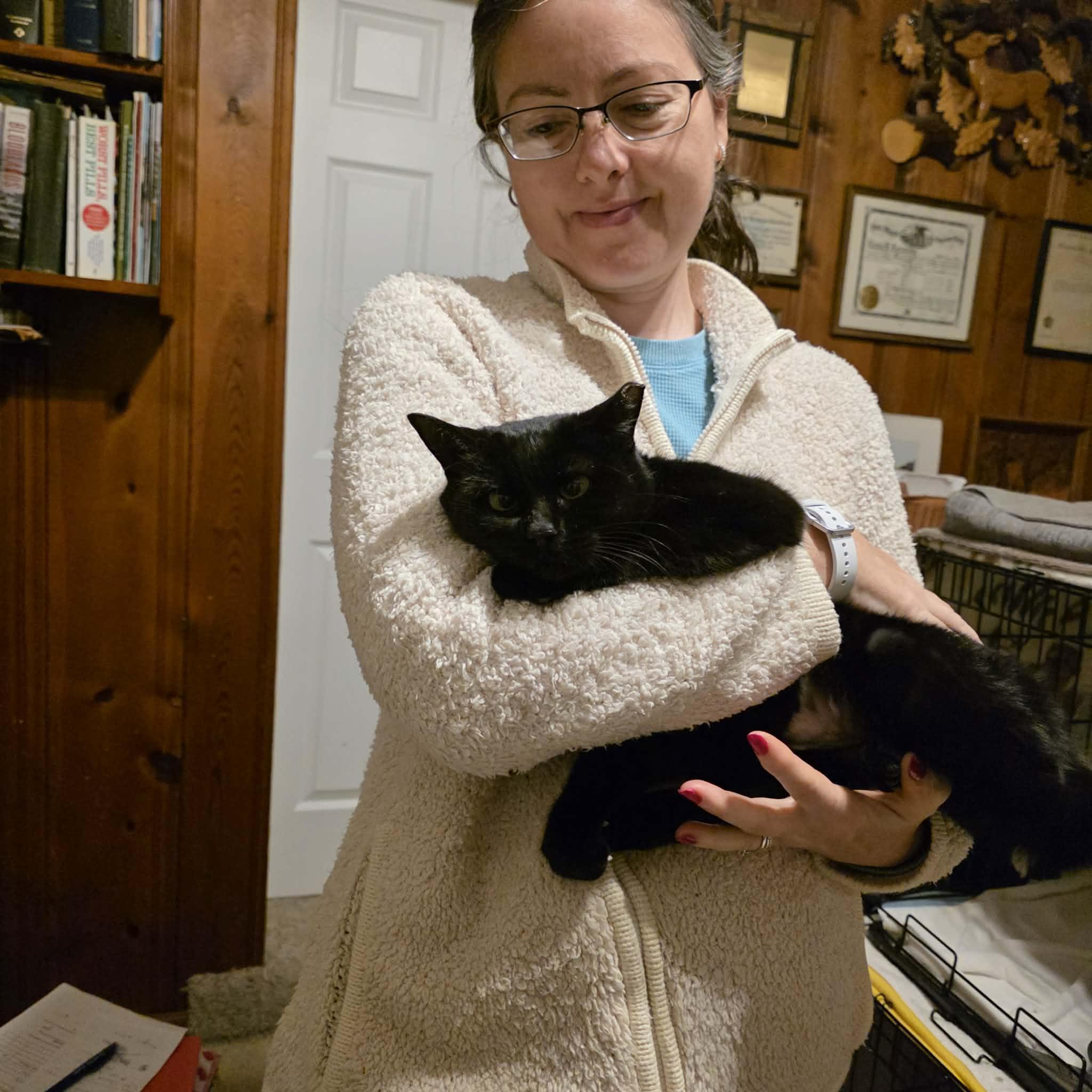 Enlarge Madalina, a ADOPTABLE mixed breed in Chicago, IL image 3/6