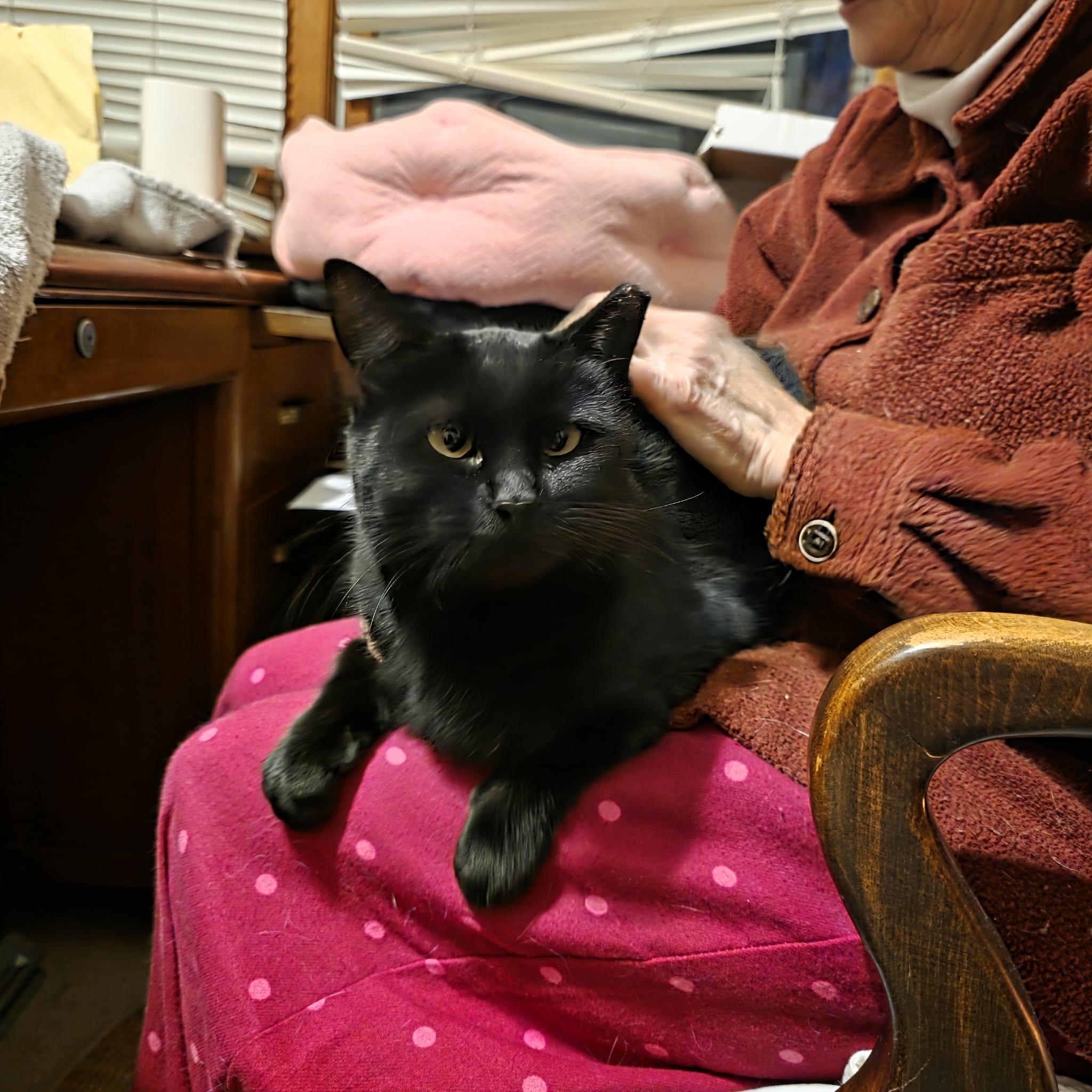 Enlarge Madalina, a ADOPTABLE mixed breed in Chicago, IL image 6/6