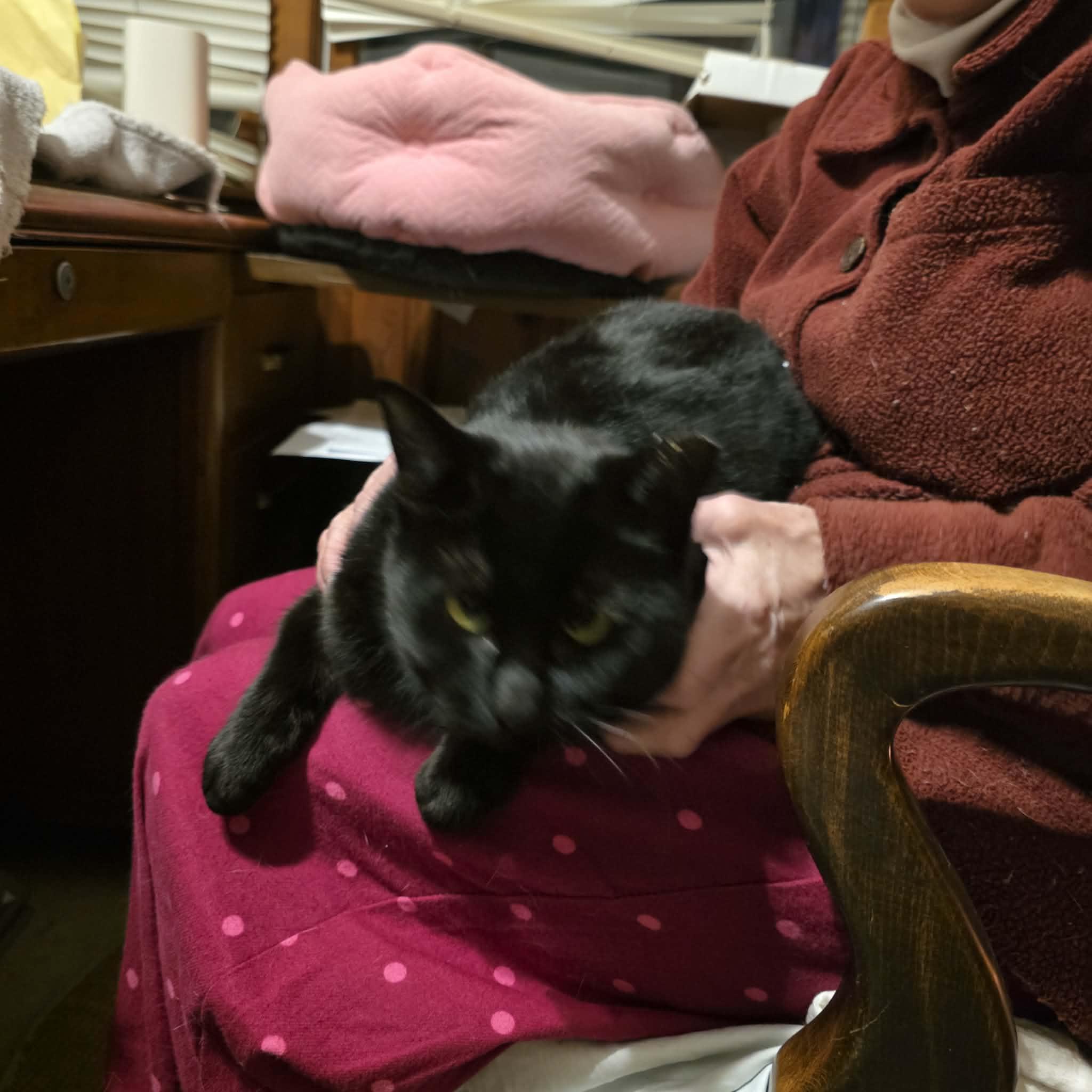 Enlarge Madalina, a ADOPTABLE mixed breed in Chicago, IL image 5/6