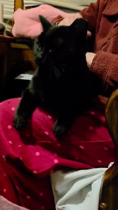 Enlarge Madalina, a ADOPTABLE mixed breed in Chicago, IL video 2/6