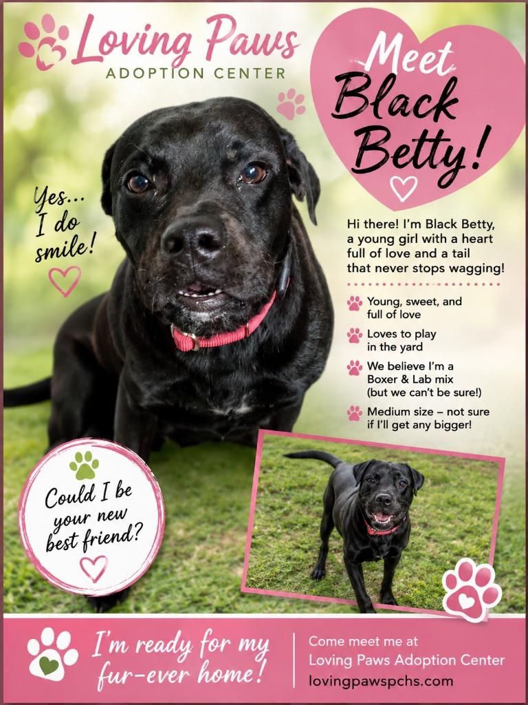 Enlarge Black Betty (Bam-A-Lam), a Adoptable Mixed Breed in Crocker, MO image 1/1