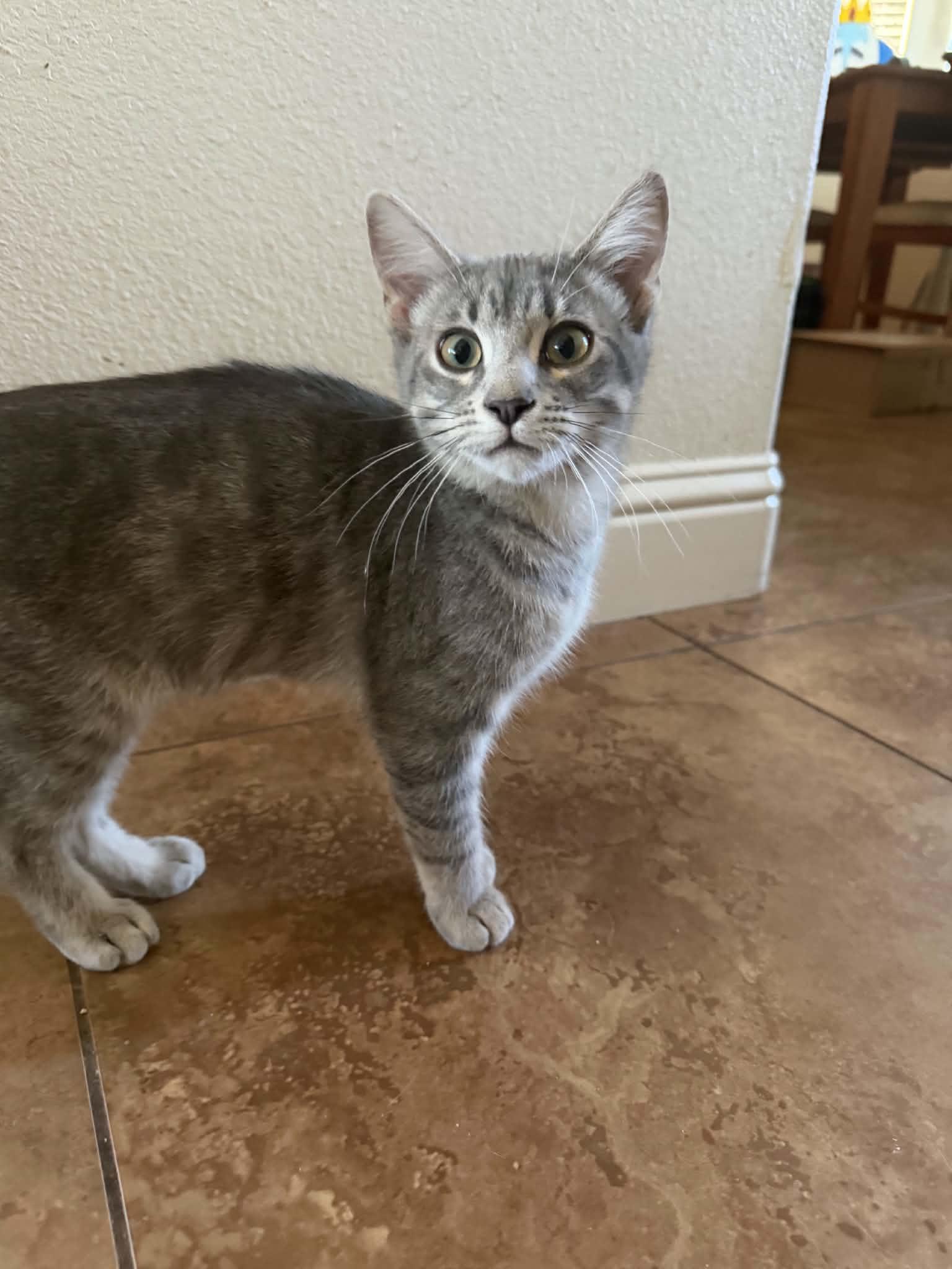 Enlarge Mud ( AP), a Adoptable Tabby in Vallejo, CA image 2/3