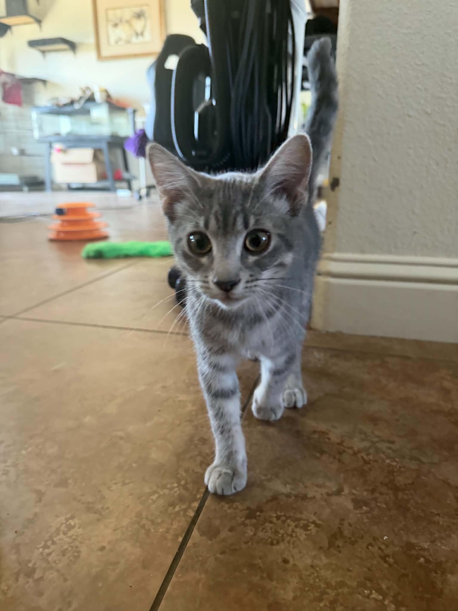 Enlarge Mud ( AP), a Adoptable Tabby in Vallejo, CA image 3/3