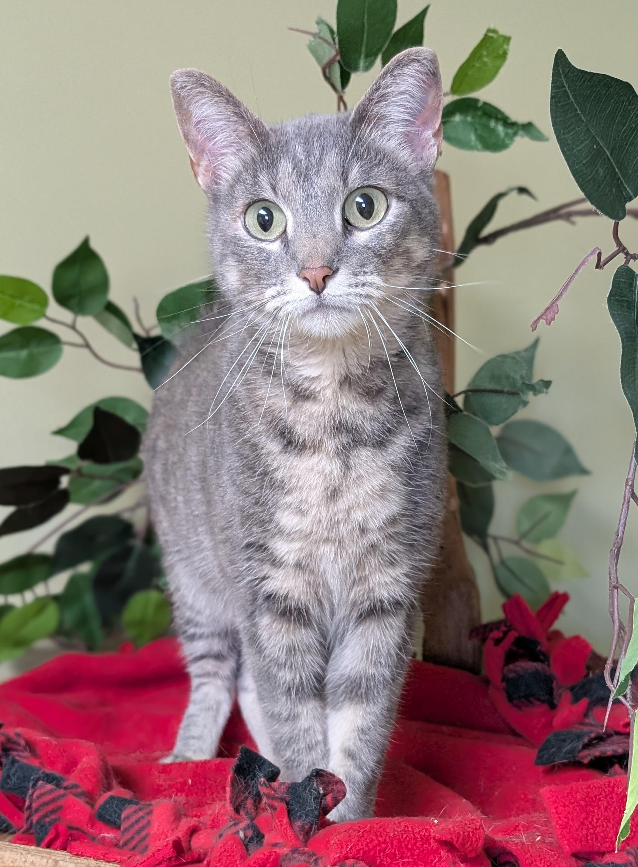 Franny, an adopted Domestic Short Hair in Hastings, NE image 3/4
