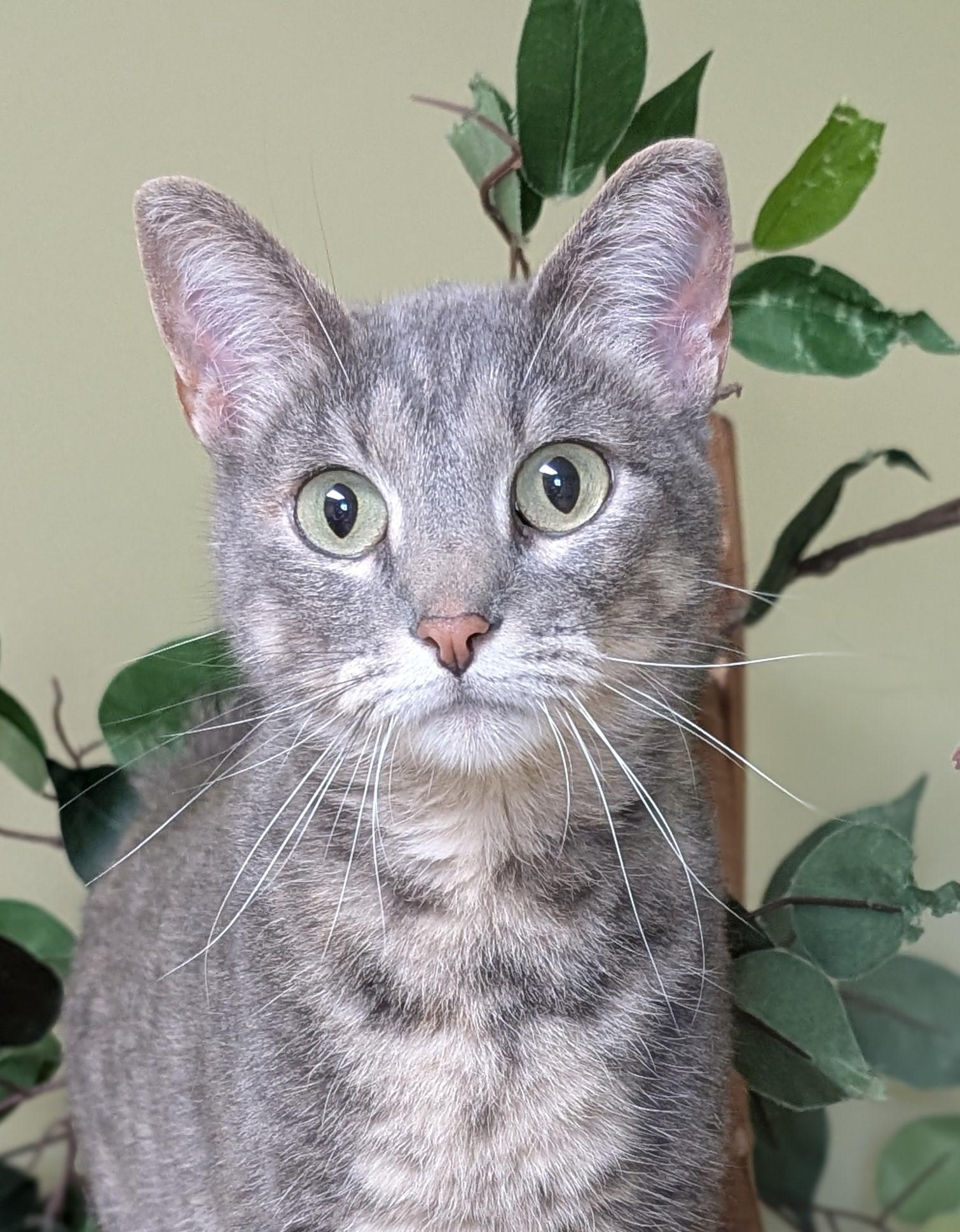 Franny, an adopted Domestic Short Hair in Hastings, NE image 1/4