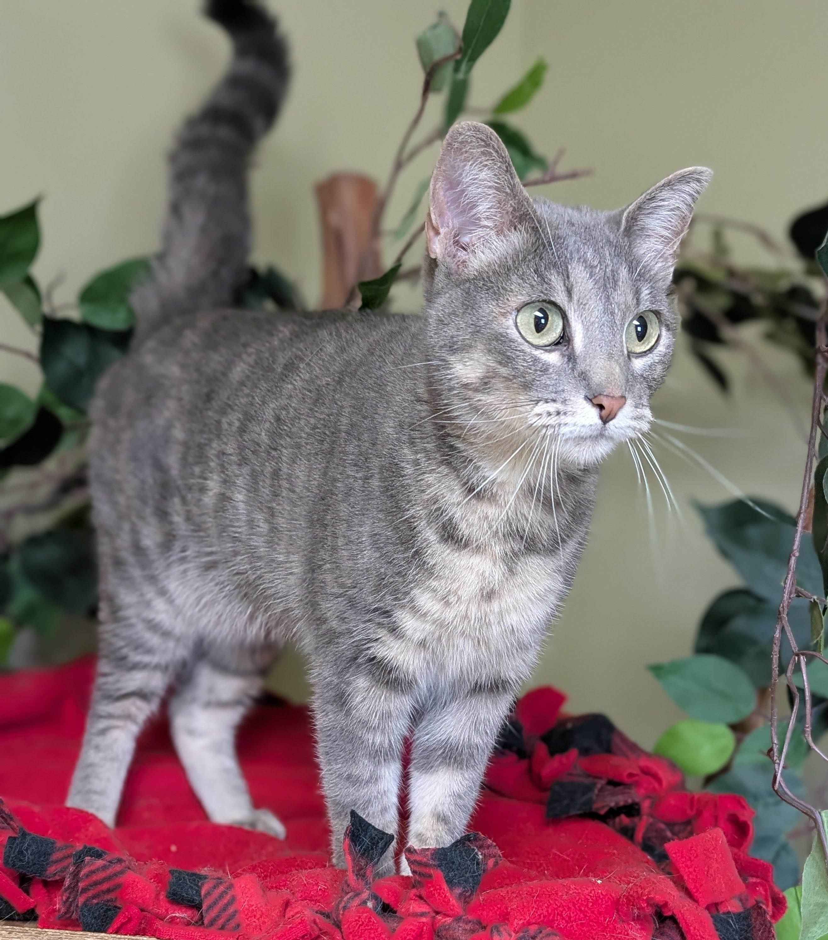 Franny, an adopted Domestic Short Hair in Hastings, NE image 4/4