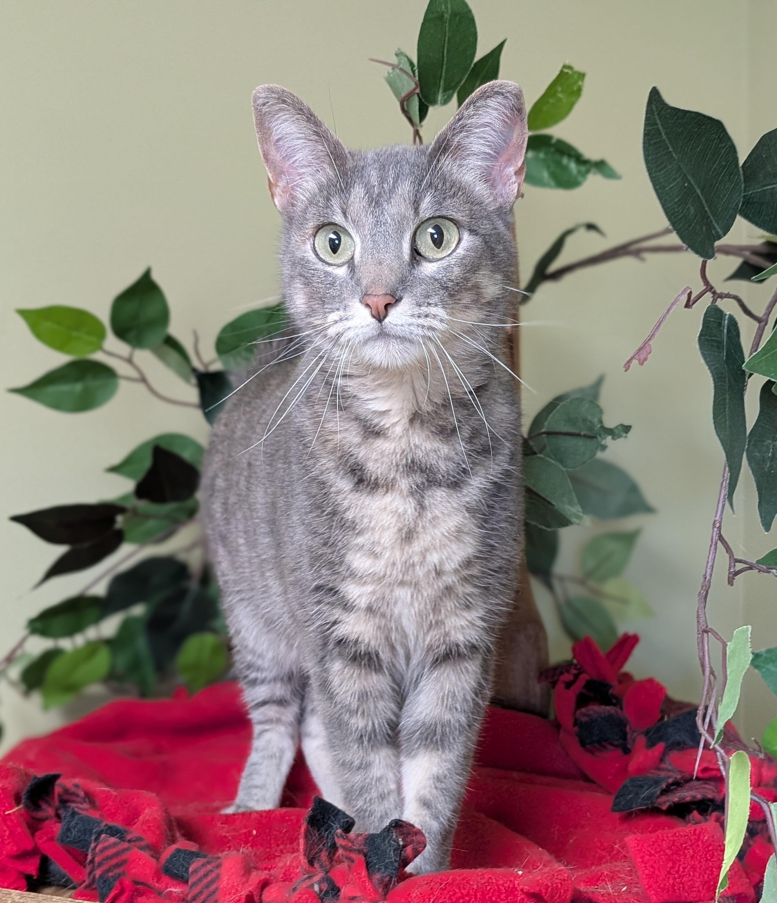 Franny, an adopted Domestic Short Hair in Hastings, NE image 2/4