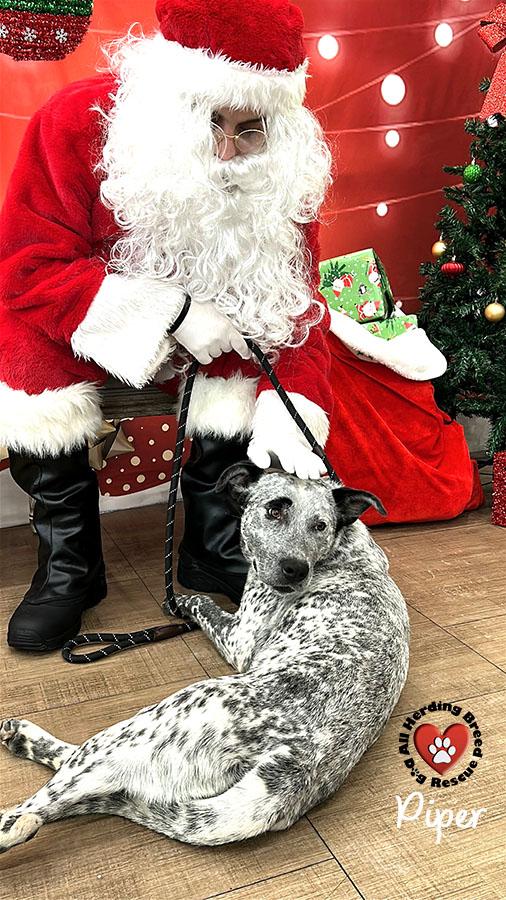 Piper, a Adoptable mixed breed in Joliet, IL image 1/6