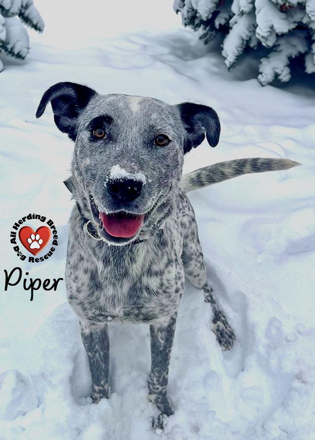 Piper, a Adoptable mixed breed in Joliet, IL image 2/6