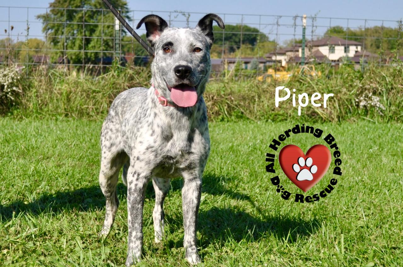 Piper, Adoptable, Young Female Cattle Dog.