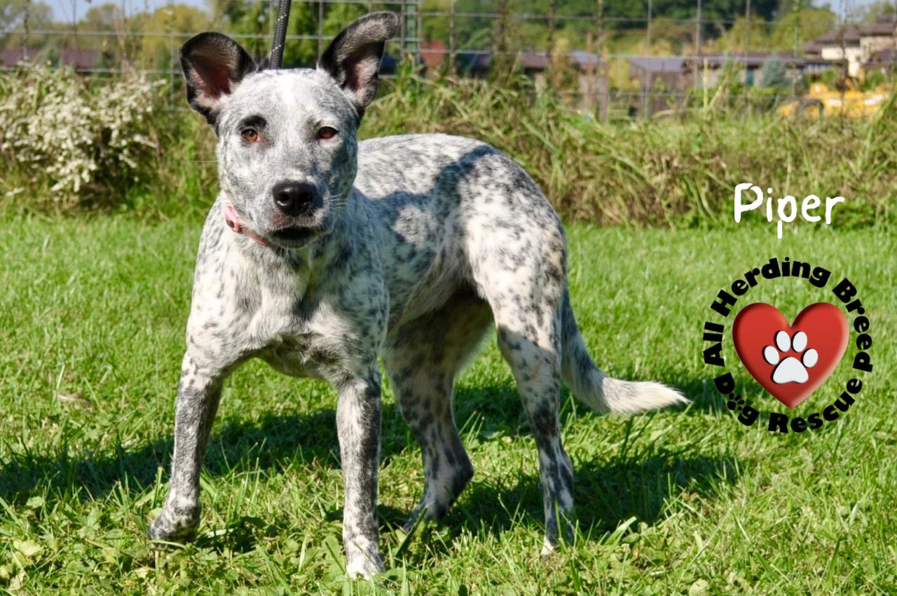 Piper, a Adoptable mixed breed in Joliet, IL image 2/4