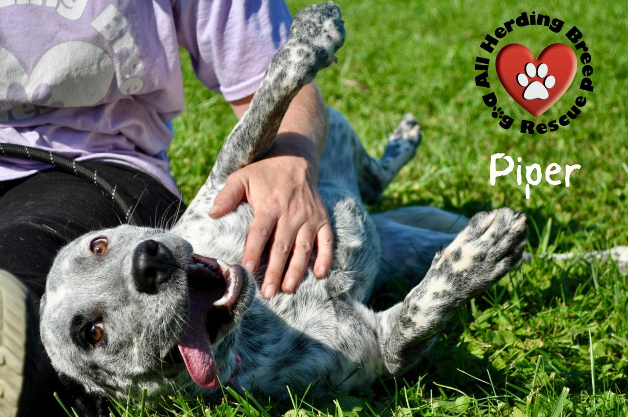 Piper, a Adoptable mixed breed in Joliet, IL image 3/4