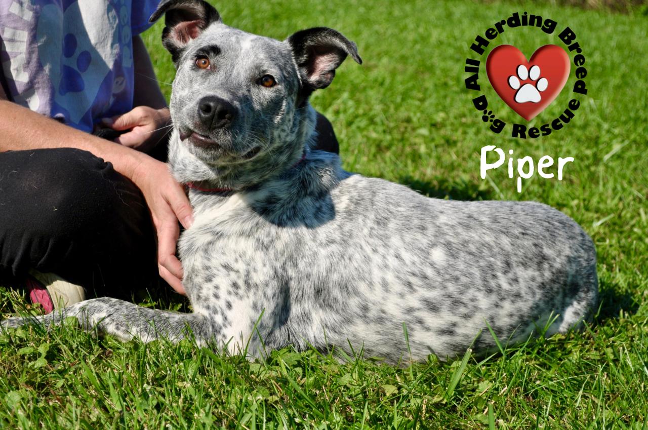 Piper, a Adoptable mixed breed in Joliet, IL image 4/4