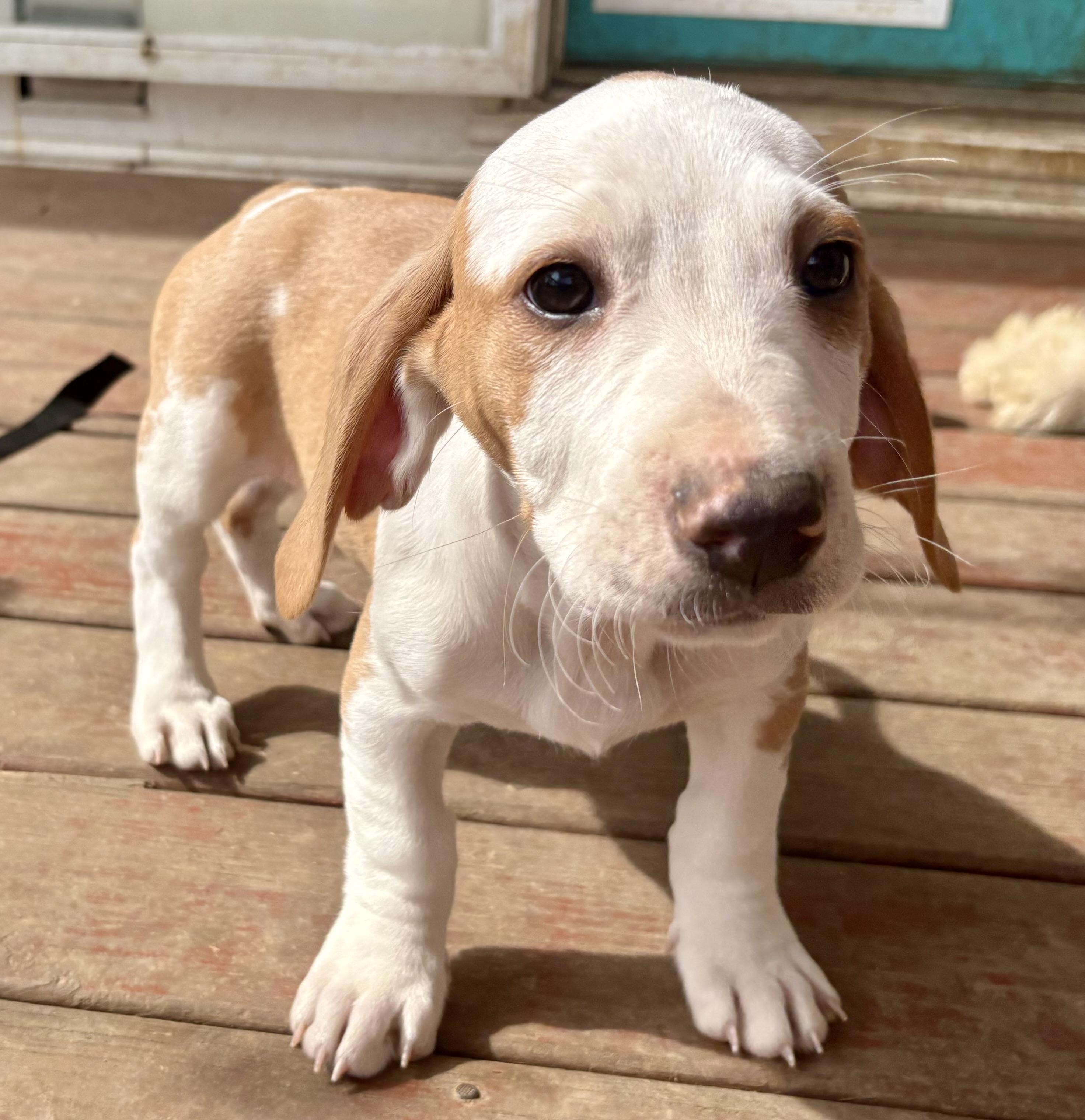 Enlarge Hank, an adopted Basset Hound in Knoxville, TN image 2/3