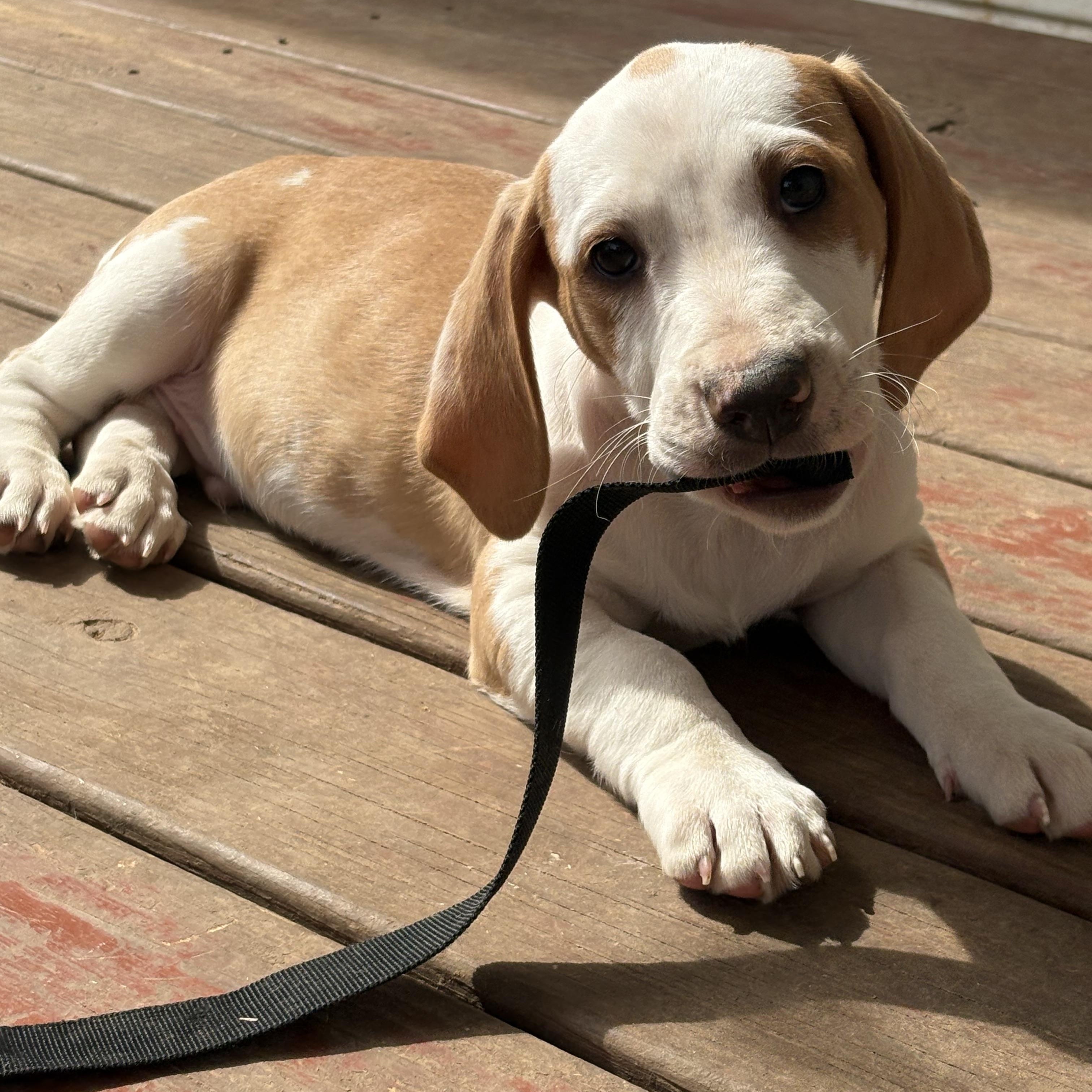 Enlarge Hank, an adopted Basset Hound in Knoxville, TN image 3/3