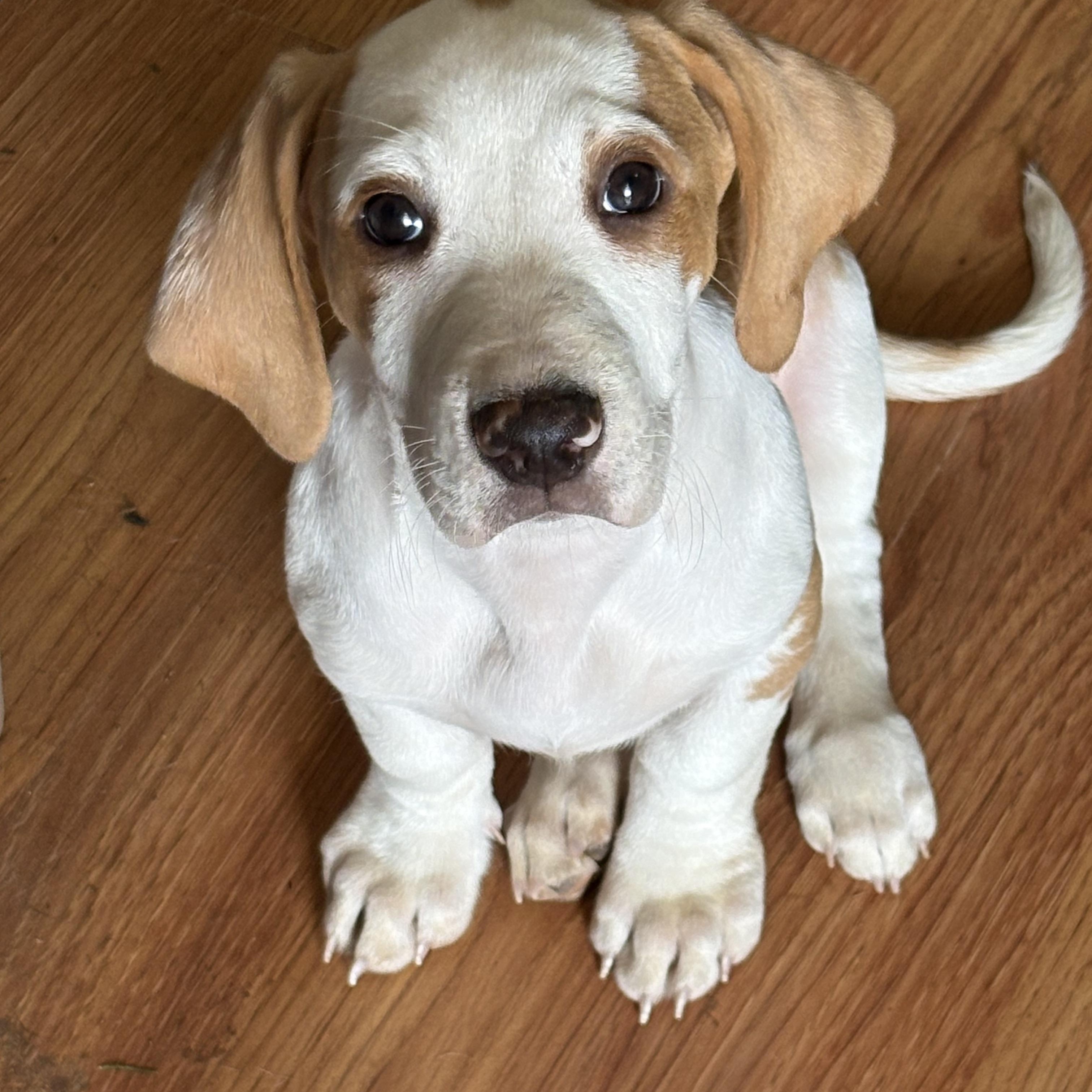 Hank, adopted, Puppy Male Basset Hound.