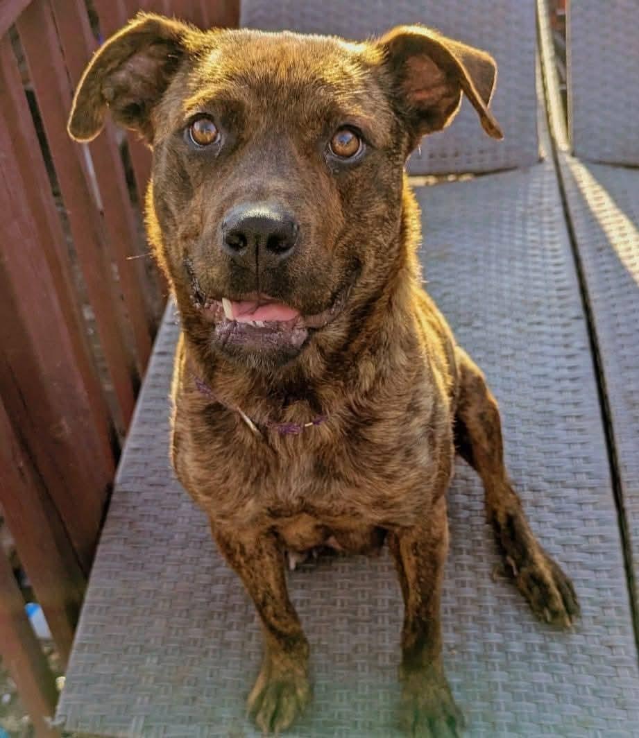 Sasha, a Adoptable mixed breed image 4/4