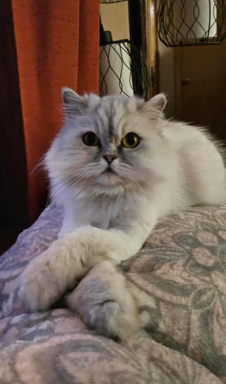 Luna (bonded with Jerry) photo 3