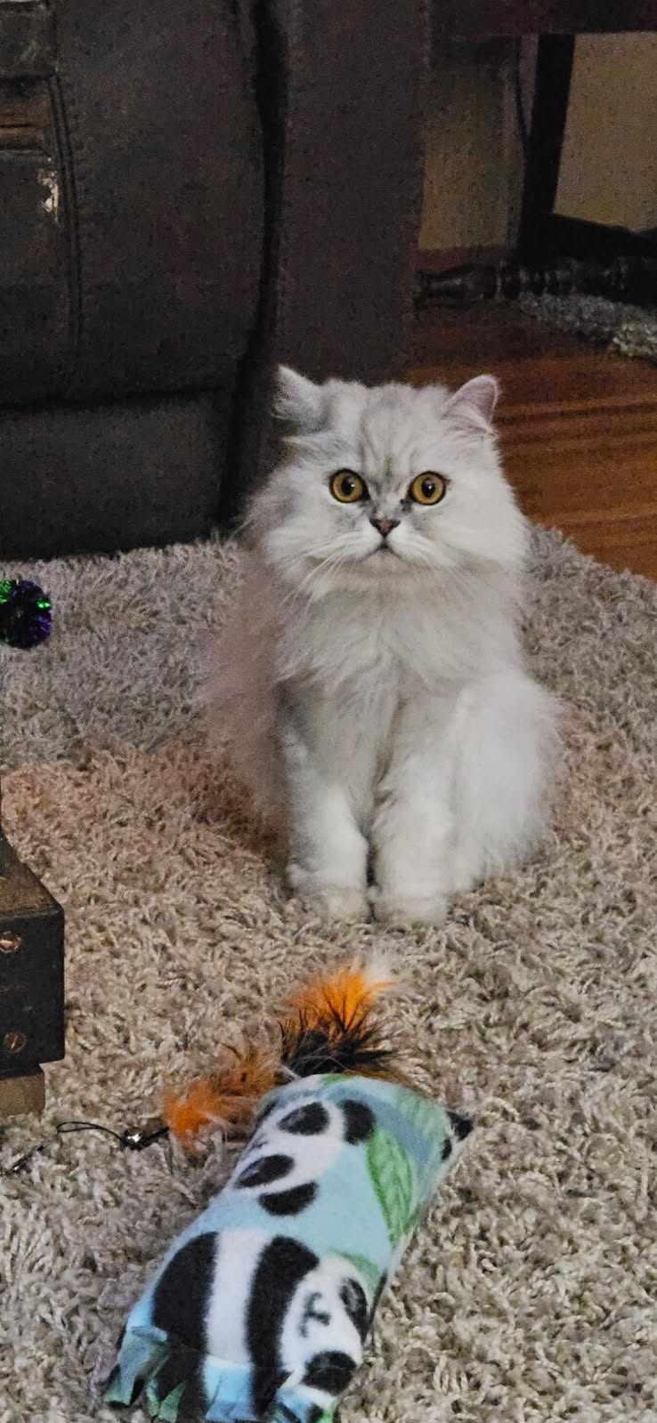 Luna (bonded with Jerry) photo 4