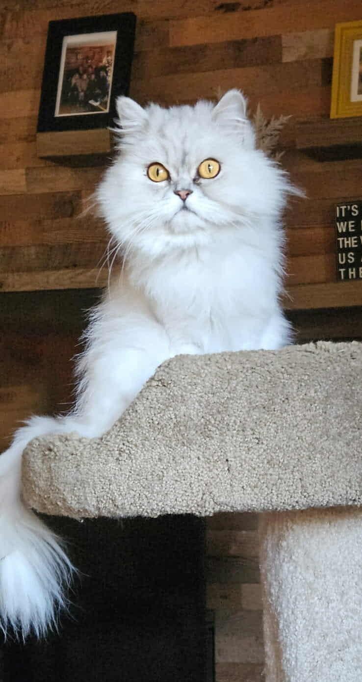 Luna (bonded with Jerry), Adult Female Himalayan