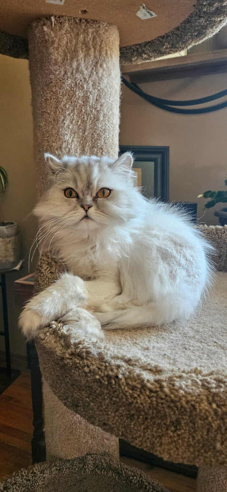 Luna (bonded with Jerry) photo 2
