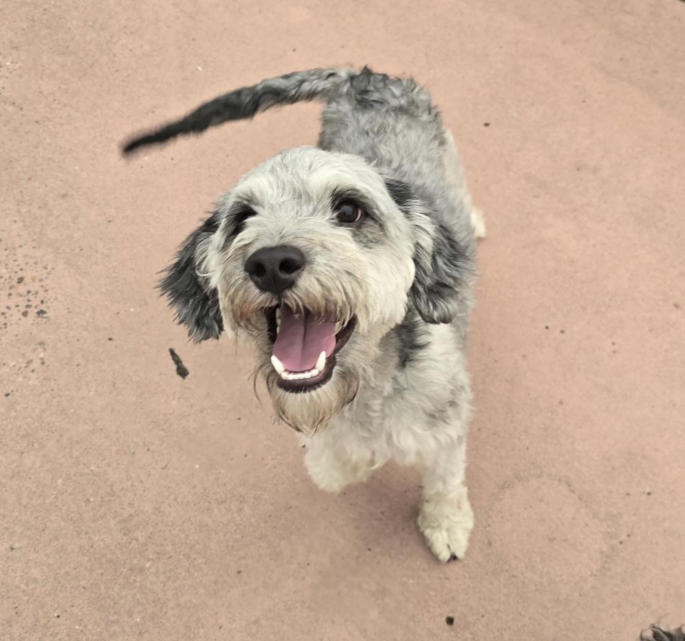 Enlarge Tigger, a Adoptable Poodle in Albuquerque, NM image 1/4