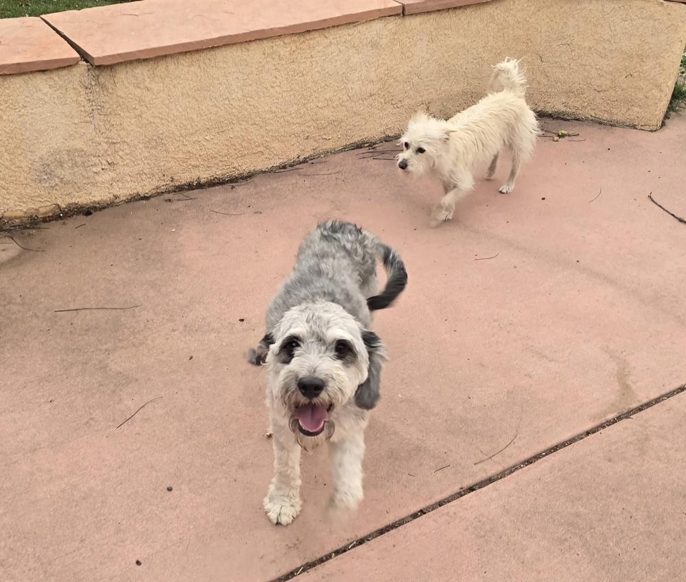 Enlarge Tigger, a Adoptable Poodle in Albuquerque, NM image 2/4