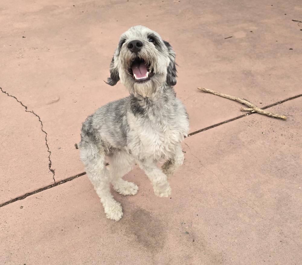 Enlarge Tigger, a Adoptable Poodle in Albuquerque, NM image 3/4