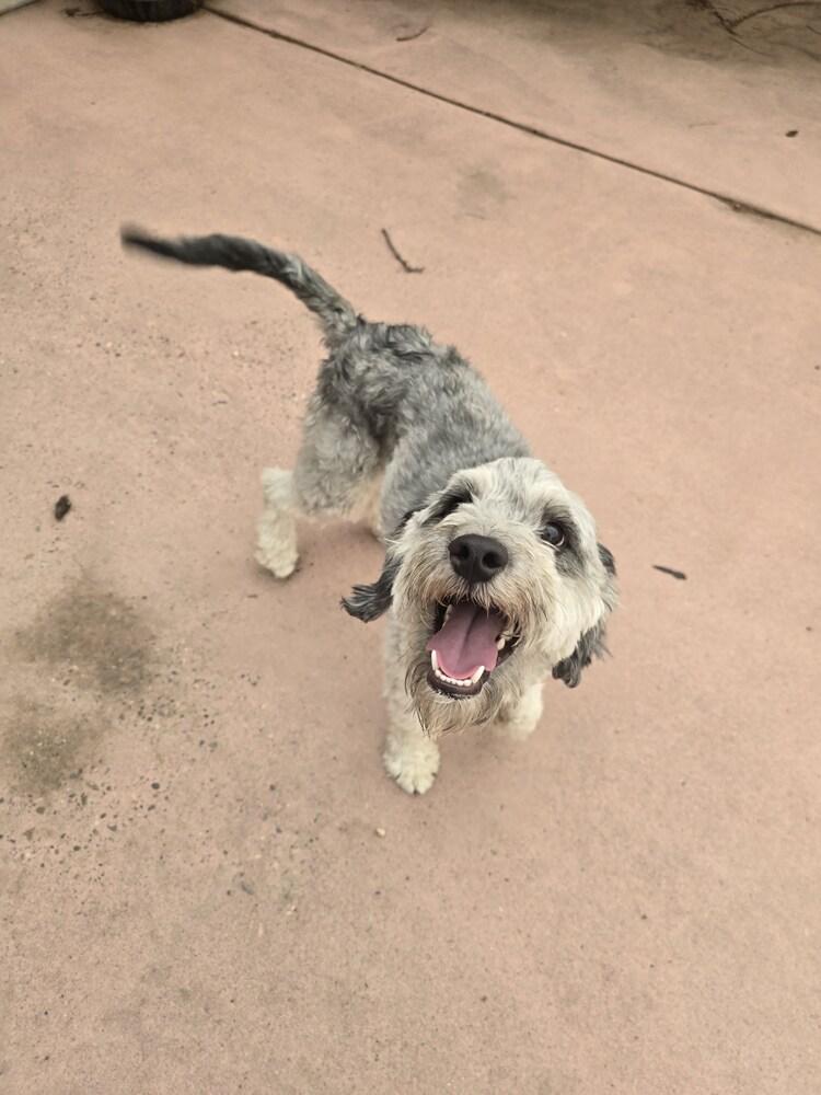 Enlarge Tigger, a Adoptable Poodle in Albuquerque, NM image 4/4