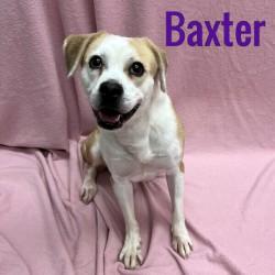 Baxter, ADOPTABLE, Adult Male Beagle.