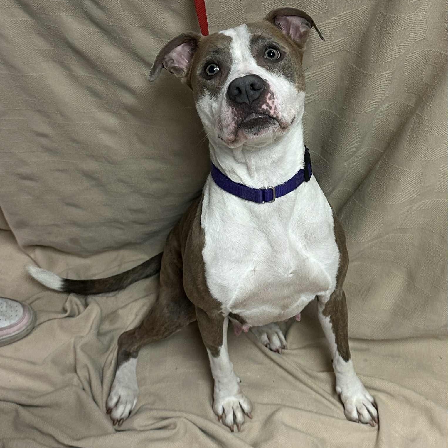 Galaxy, a Adoptable mixed breed in Waterloo, IA image 3/5