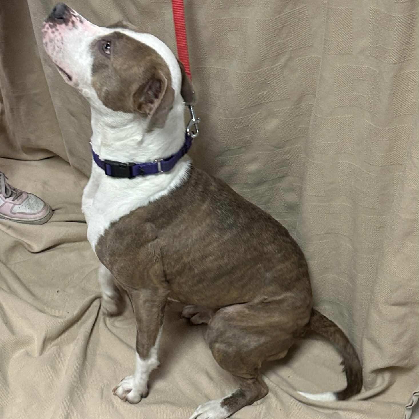 Galaxy, a Adoptable mixed breed in Waterloo, IA image 4/5