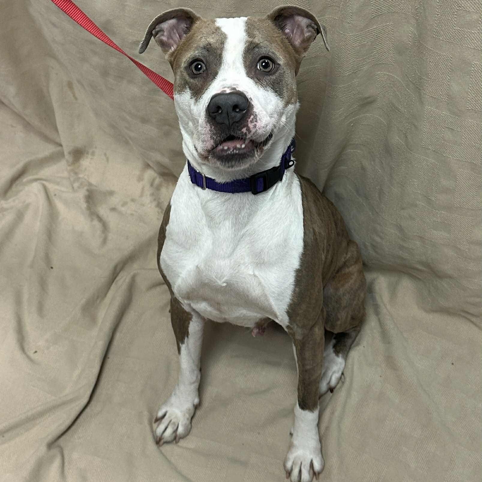 Galaxy, a Adoptable mixed breed in Waterloo, IA image 5/5