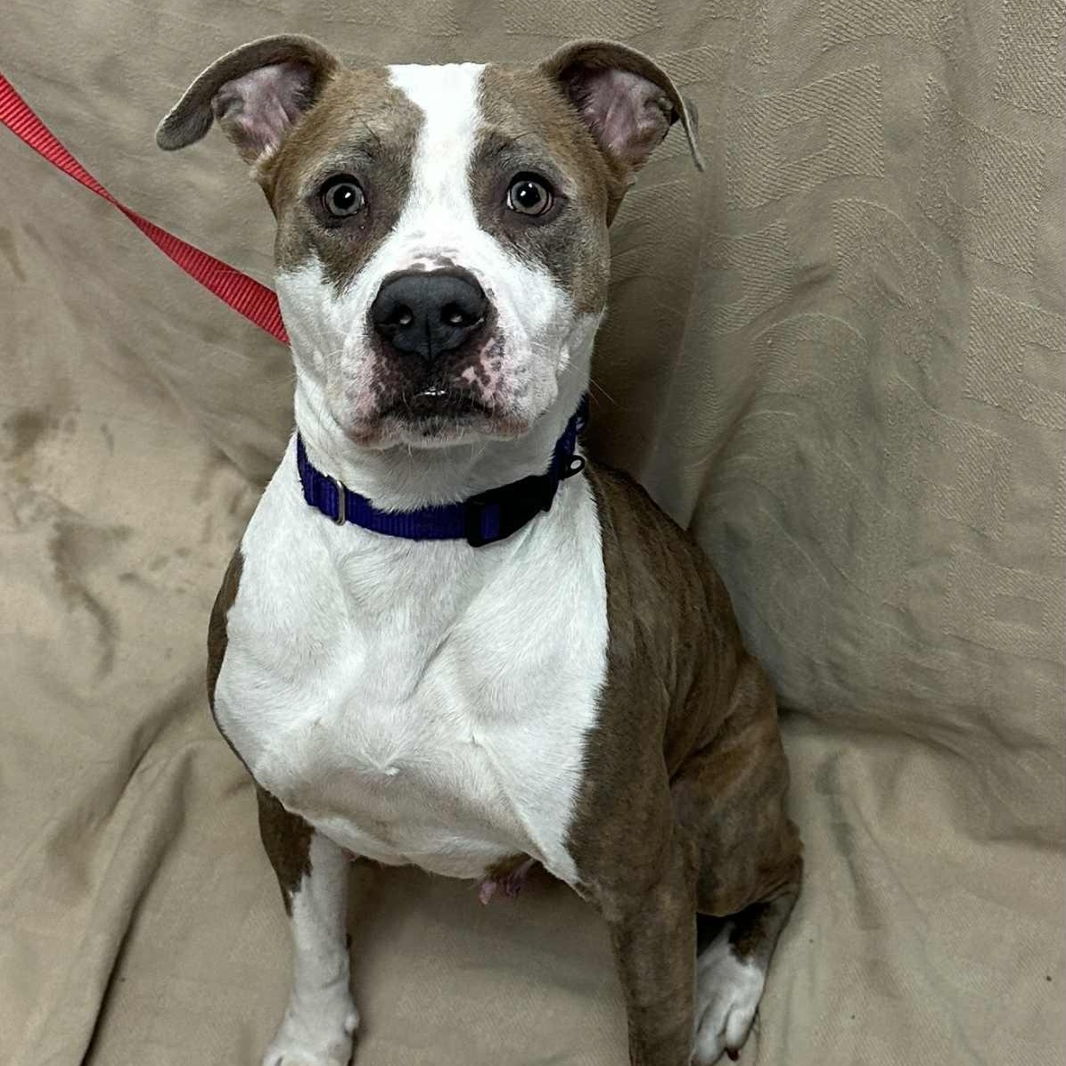 Galaxy, Adoptable, Adult Female Pit Bull Terrier.