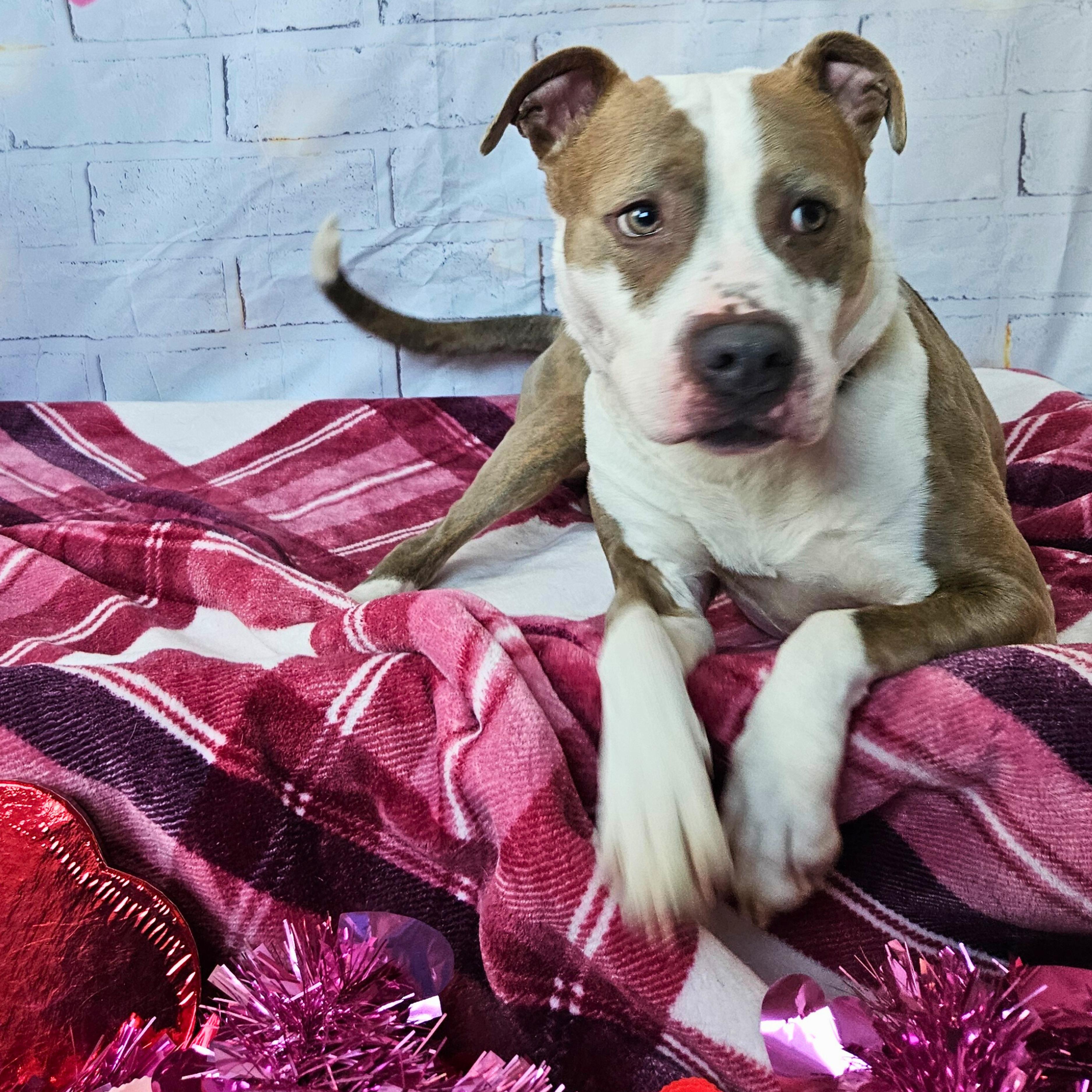 Galaxy, a Adoptable mixed breed in Waterloo, IA image 2/5