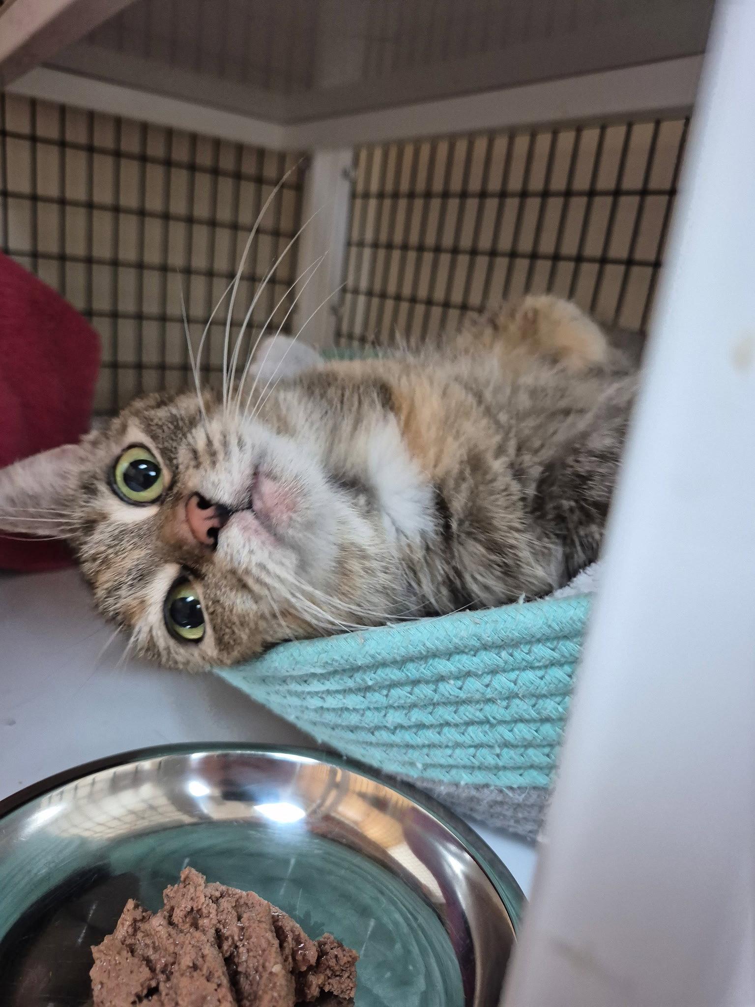 Noodles, Adoptable, Adult Female Domestic Short Hair & Tortoiseshell.