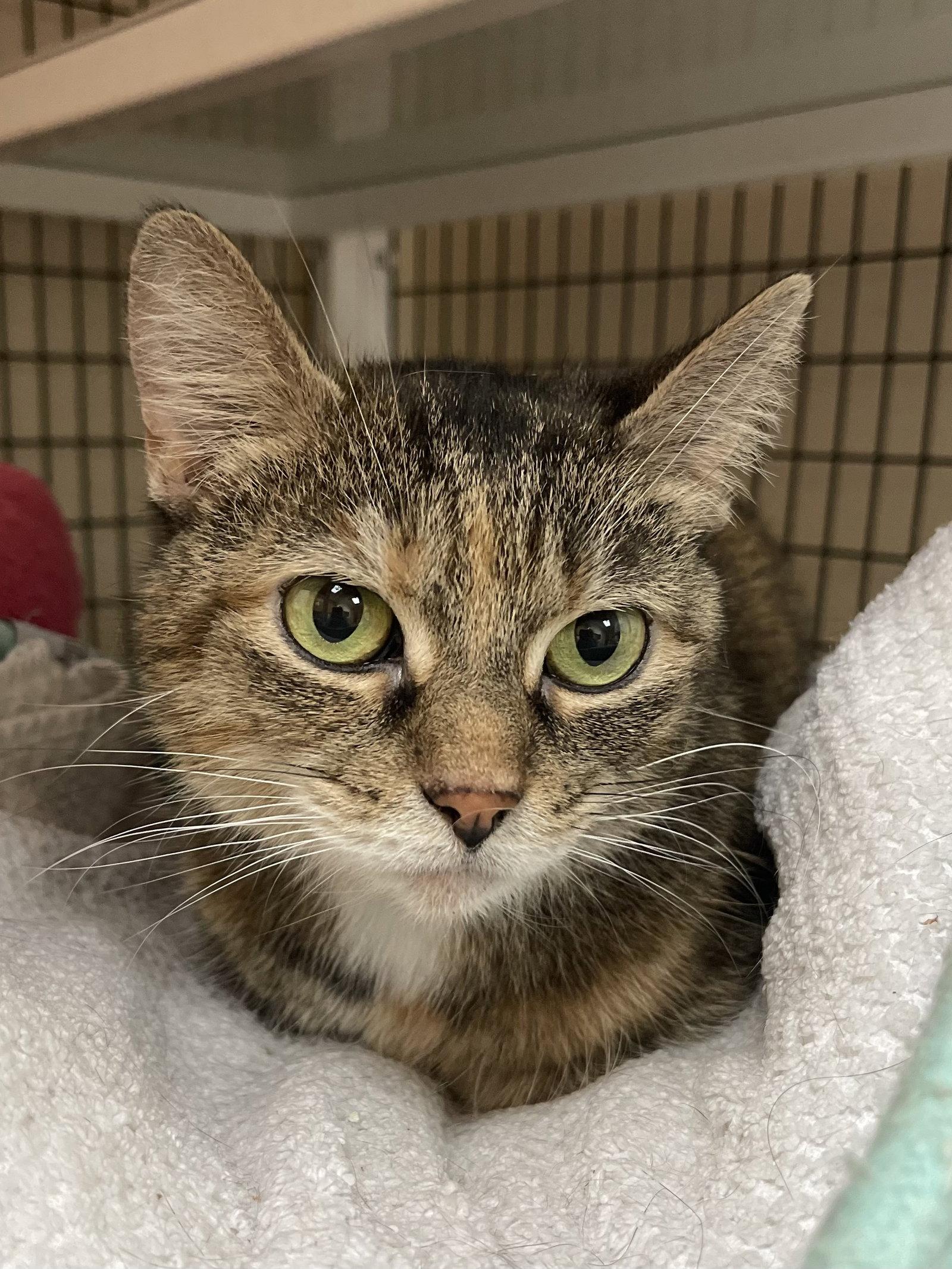 Enlarge Noodles, a Adoptable mixed breed in West Palm Beach, FL image 3/3