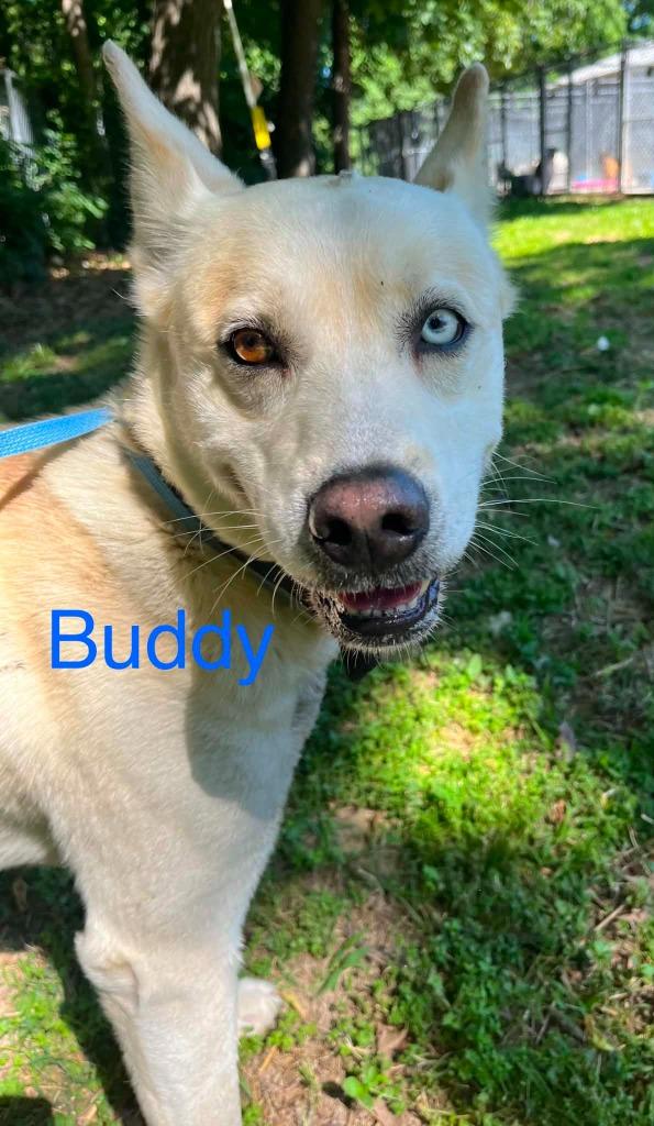 Buddy Boy, Adoptable, Adult Male Husky & Labrador Retriever.