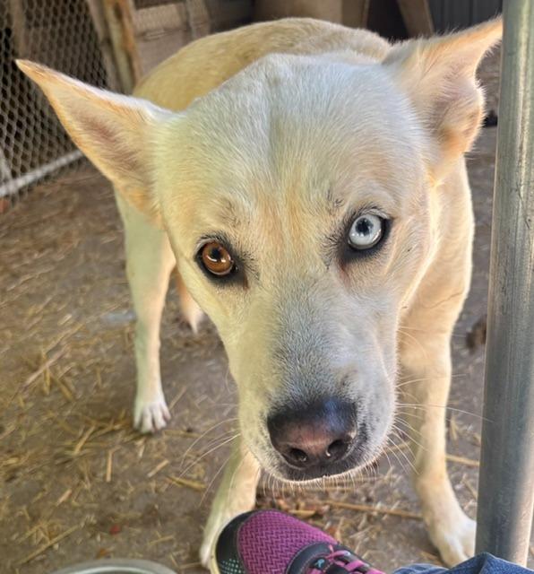 Enlarge Buddy Boy, a Adoptable mixed breed in Princeton, IN image 2/2