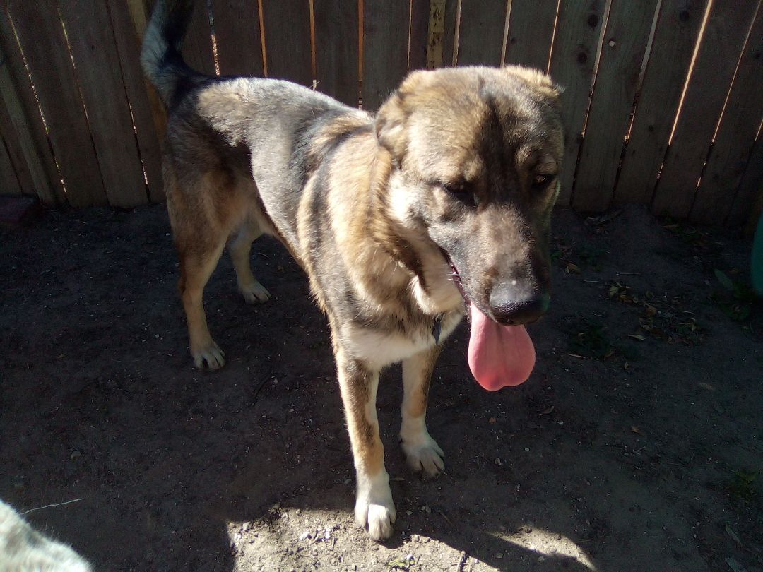 Heath, Just like the candy bar, sweet as can be !!!, a Adopted mixed breed in Moriarty, NM image 1/16