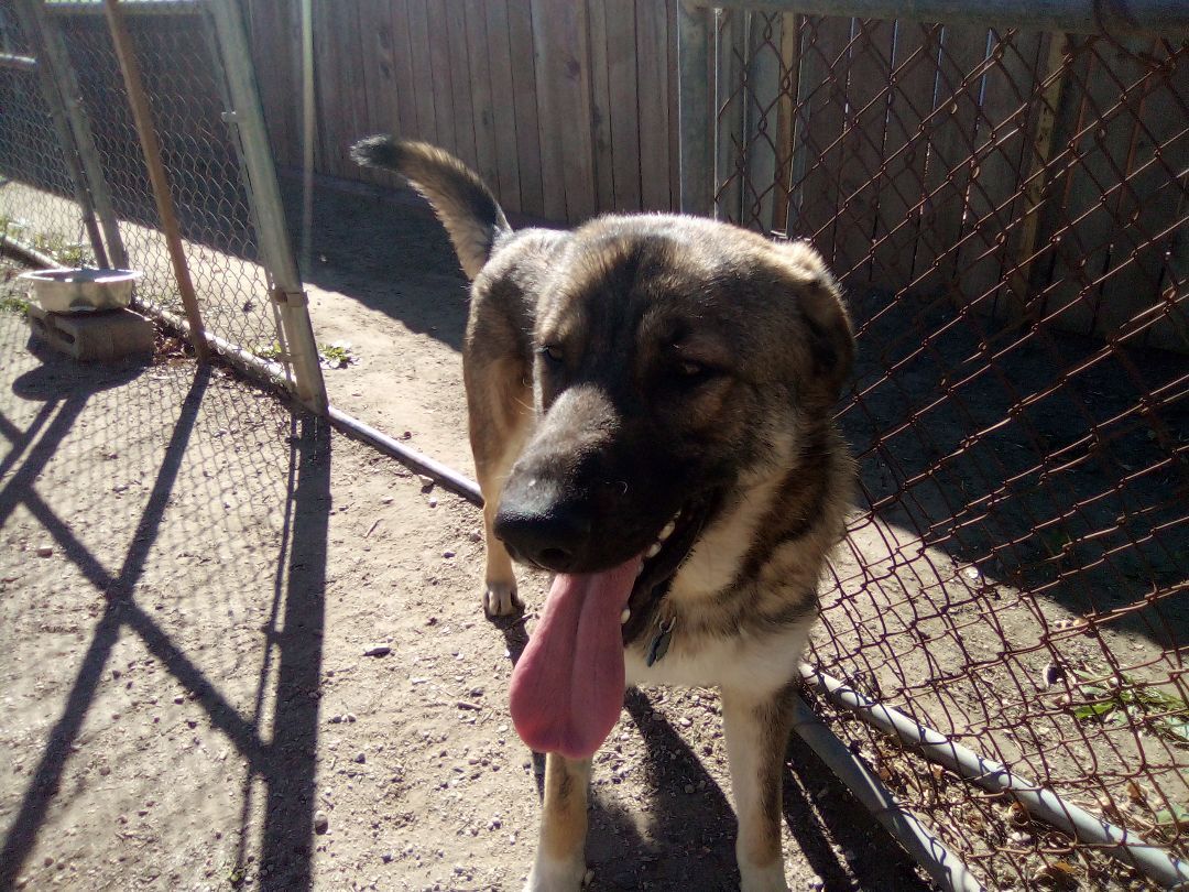 Heath, Just like the candy bar, sweet as can be !!!, a Adopted mixed breed in Moriarty, NM image 2/16