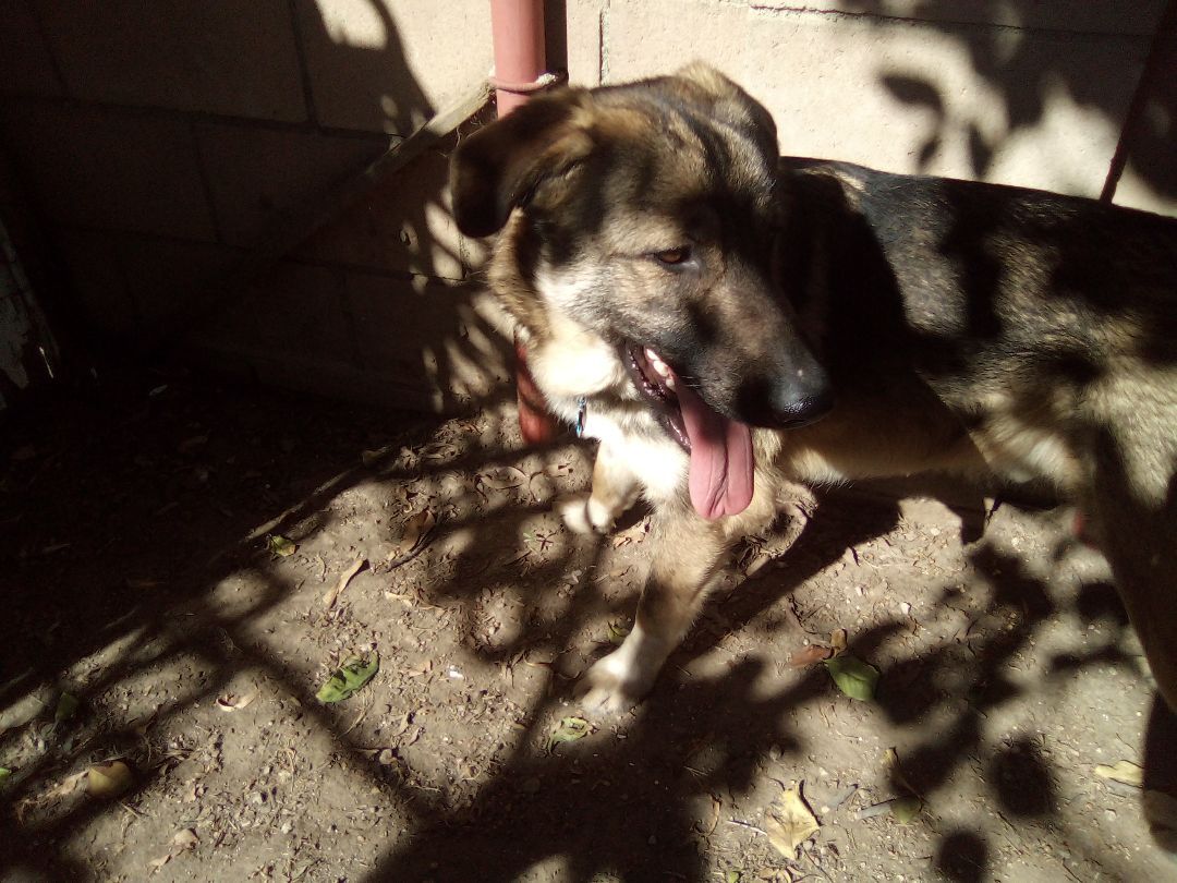 Heath, Just like the candy bar, sweet as can be !!!, a Adopted mixed breed in Moriarty, NM image 3/16