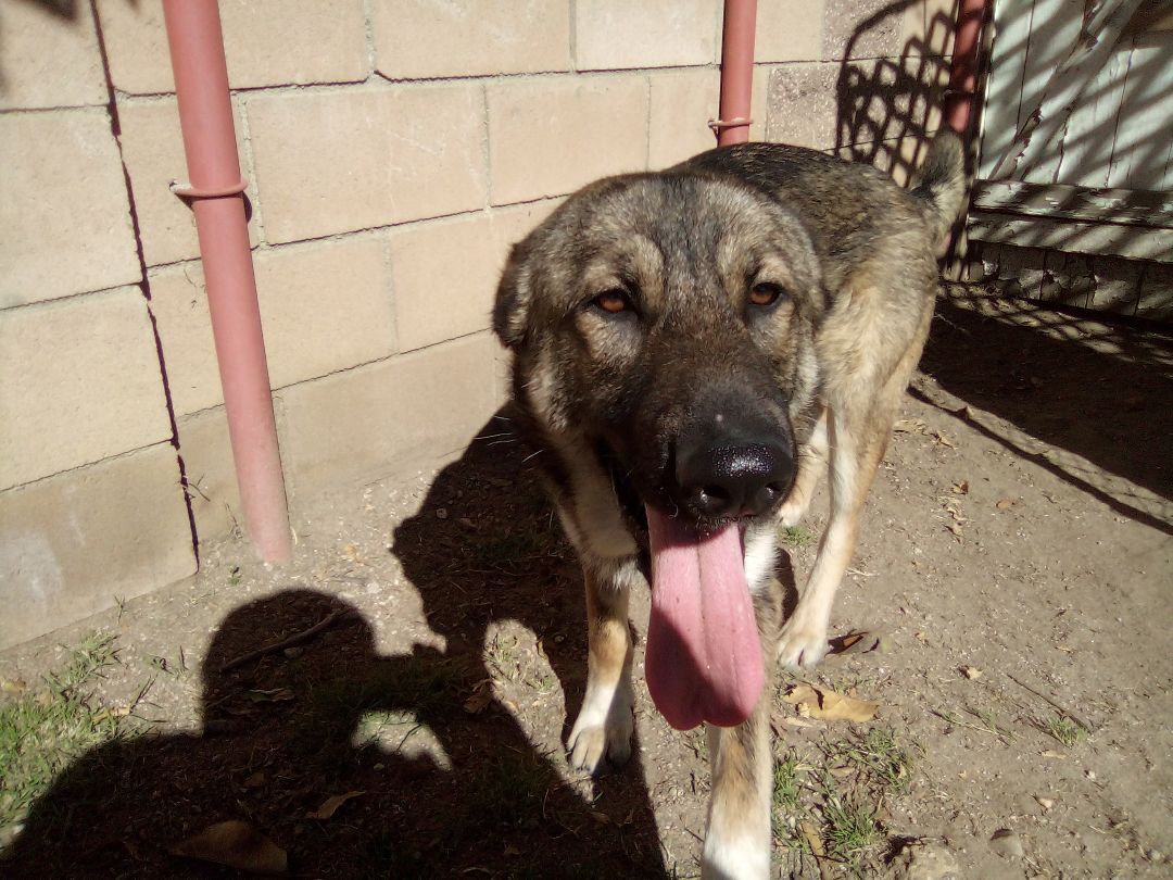 Heath, Just like the candy bar, sweet as can be !!!, a Adopted mixed breed in Moriarty, NM image 5/16