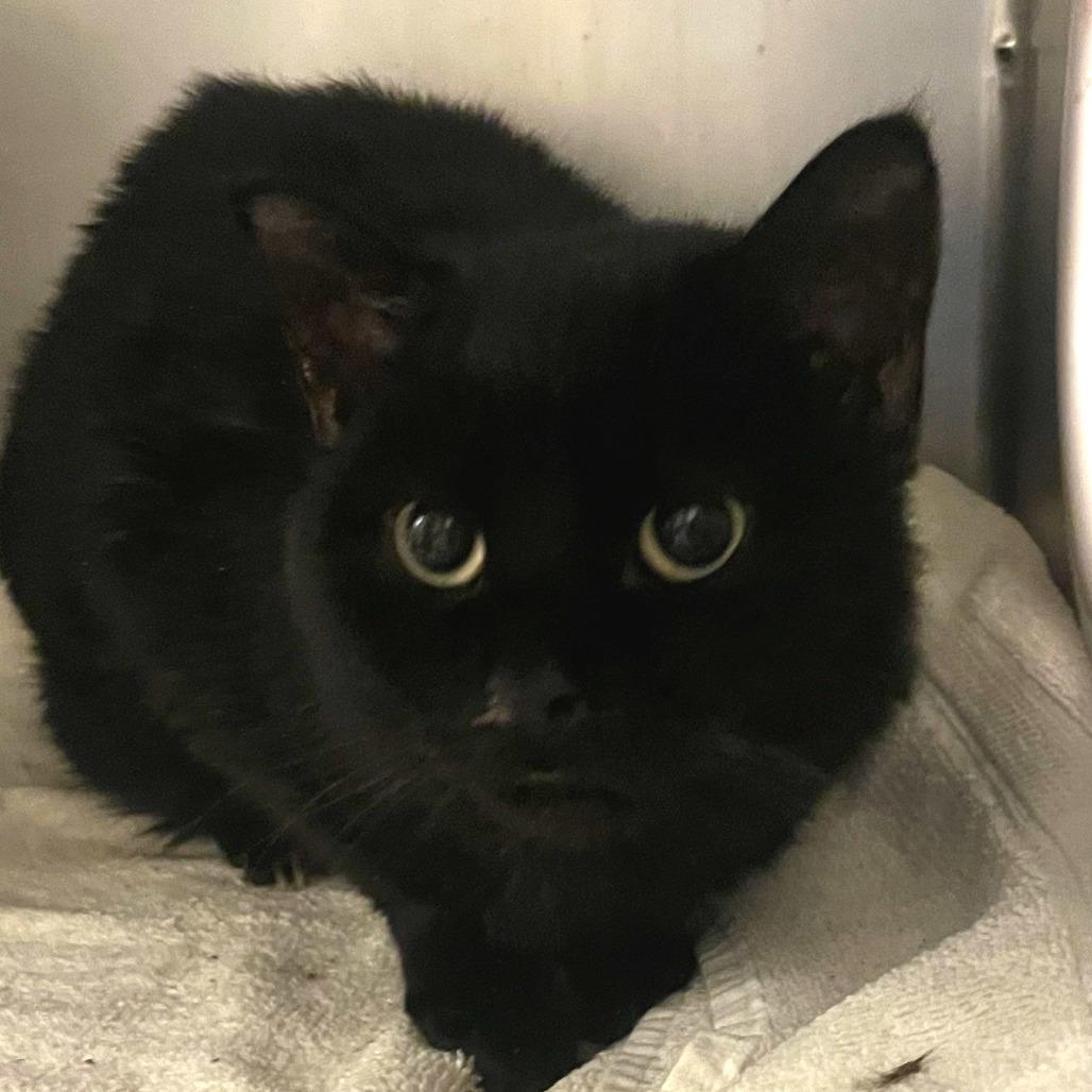 Enlarge Clarence, a Adoptable Domestic Short Hair in Cheyenne, WY image 1/4