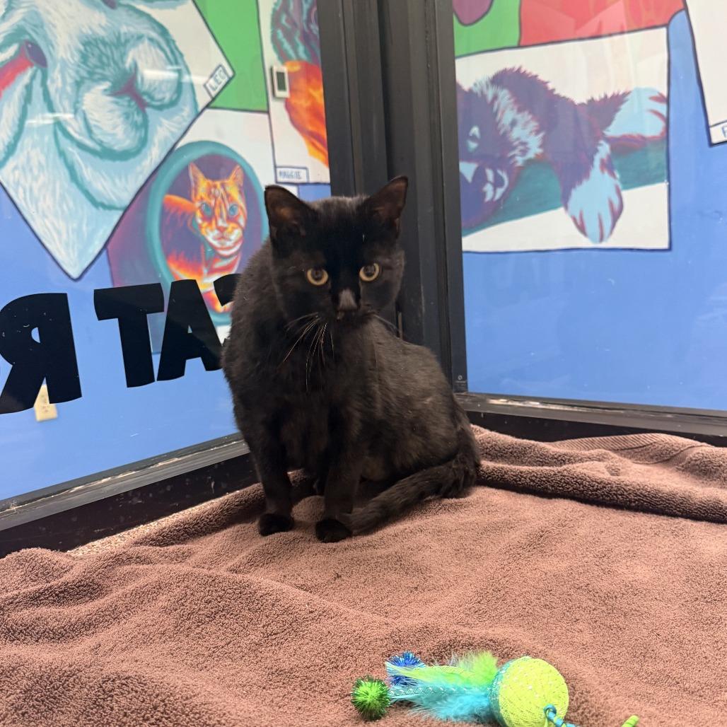 Enlarge Clarence, a Adoptable Domestic Short Hair in Cheyenne, WY image 2/4