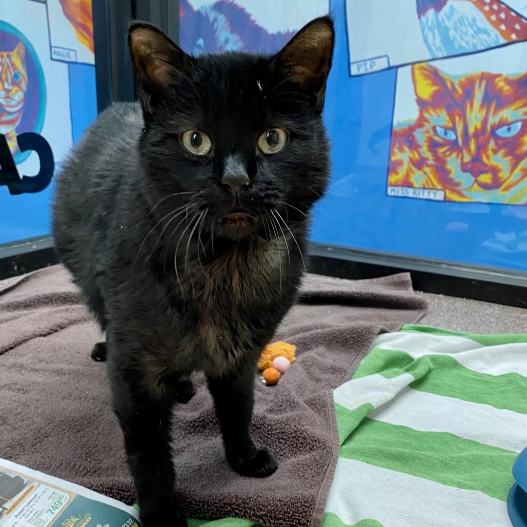 Enlarge Clarence, a Adoptable Domestic Short Hair in Cheyenne, WY image 3/4