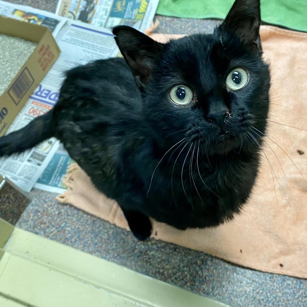 Enlarge Clarence, a Adoptable Domestic Short Hair in Cheyenne, WY image 4/4
